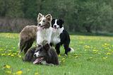 BORDER COLLIE 961